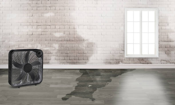 Best Ceiling water damage repair  in Lockport, IL